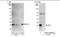 MYC Associated Factor X antibody, NBP1-49963, Novus Biologicals, Western Blot image 