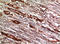 Cystatin C antibody, STJ97736, St John