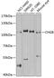 Chromogranin B antibody, GTX64914, GeneTex, Western Blot image 