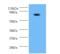 WD repeat-containing protein C2orf86 homolog antibody, A53333-100, Epigentek, Western Blot image 