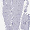 Cadherin Related Family Member 3 antibody, HPA011218, Atlas Antibodies, Immunohistochemistry frozen image 