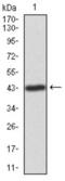 Integrin Linked Kinase antibody, abx010989, Abbexa, Western Blot image 