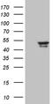 Chorion-specific transcription factor GCMa antibody, CF810523, Origene, Western Blot image 