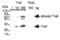 Tumor necrosis factor ligand superfamily member 10 antibody, ALX-210-732-R100, Enzo Life Sciences, Western Blot image 