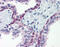 Heat Shock Transcription Factor 1 antibody, 48-071, ProSci, Immunohistochemistry paraffin image 