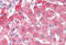 Aldehyde Dehydrogenase 2 Family Member antibody, MBS242372, MyBioSource, Immunohistochemistry frozen image 