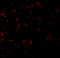 B-cell lymphoma/leukemia 10 antibody, 2161, QED Bioscience, Immunofluorescence image 