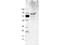 Outer surface protein VlsE antibody, NBP2-21653, Novus Biologicals, Western Blot image 