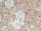 TIMP Metallopeptidase Inhibitor 2 antibody, 17353-1-AP, Proteintech Group, Immunohistochemistry frozen image 