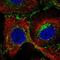 CTL2 antibody, NBP2-57838, Novus Biologicals, Immunofluorescence image 