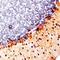 Ciliary Neurotrophic Factor antibody, AF-557-NA, R&D Systems, Immunohistochemistry frozen image 