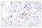 TNF Receptor Superfamily Member 4 antibody, 98785S, Cell Signaling Technology, Immunohistochemistry frozen image 