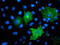 Transmembrane Protein With EGF Like And Two Follistatin Like Domains 2 antibody, TA504555, Origene, Immunofluorescence image 