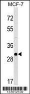 RAB26, Member RAS Oncogene Family antibody, 59-311, ProSci, Western Blot image 