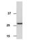 Porin antibody, 459500, Invitrogen Antibodies, Western Blot image 