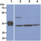 Thymidylate Synthetase antibody, GTX57572, GeneTex, Western Blot image 