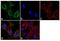 Beta-Transducin Repeat Containing E3 Ubiquitin Protein Ligase antibody, 37-3400, Invitrogen Antibodies, Immunofluorescence image 
