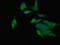 Retinoic acid receptor responder protein 2 antibody, LS-C370705, Lifespan Biosciences, Immunofluorescence image 