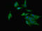 Retinoic Acid Receptor Responder 2 antibody, LS-C370705, Lifespan Biosciences, Immunofluorescence image 