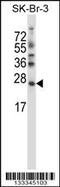 Stromal Cell Derived Factor 2 Like 1 antibody, MBS9205549, MyBioSource, Western Blot image 