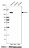 BCL2 Associated Transcription Factor 1 antibody, NBP1-89924, Novus Biologicals, Western Blot image 