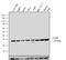 CD99 Molecule (Xg Blood Group) antibody, MA5-12287, Invitrogen Antibodies, Western Blot image 