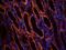 Prostaglandin E Receptor 1 antibody, orb6819, Biorbyt, Immunofluorescence image 
