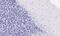 NADH:Ubiquinone Oxidoreductase Subunit A7 antibody, 43-092, ProSci, Immunohistochemistry frozen image 