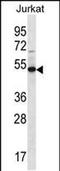 Family With Sequence Similarity 8 Member A1 antibody, PA5-48451, Invitrogen Antibodies, Western Blot image 