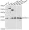 Dehydrogenase/Reductase 11 antibody, LS-C749425, Lifespan Biosciences, Western Blot image 