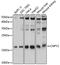 Protein canopy homolog 2 antibody, GTX64999, GeneTex, Western Blot image 