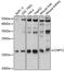 Canopy FGF Signaling Regulator 2 antibody, GTX64999, GeneTex, Western Blot image 