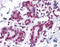 Glucocorticoid Modulatory Element Binding Protein 1 antibody, 51-555, ProSci, Immunohistochemistry frozen image 