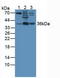 Annexin A3 antibody, LS-C292853, Lifespan Biosciences, Western Blot image 