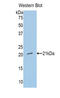 Nitric Oxide Synthase 1 antibody, LS-C301418, Lifespan Biosciences, Western Blot image 