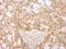 Lamin B2 antibody, NBP2-43834, Novus Biologicals, Immunohistochemistry paraffin image 