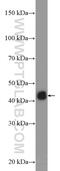 Major Histocompatibility Complex, Class I, C antibody, 15777-1-AP, Proteintech Group, Western Blot image 