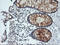 Kallikrein Related Peptidase 8 antibody, LS-C174715, Lifespan Biosciences, Immunohistochemistry frozen image 