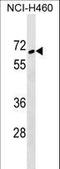 Zinc Finger Protein 83 antibody, LS-C157516, Lifespan Biosciences, Western Blot image 