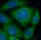 Transferrin Receptor antibody, FNab01497, FineTest, Immunofluorescence image 