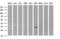 Ankyrin Repeat Domain 49 antibody, LS-C338429, Lifespan Biosciences, Western Blot image 