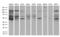 Ephrin type-A receptor 6 antibody, LS-C794879, Lifespan Biosciences, Western Blot image 