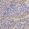 Perforin 1 antibody, LS-C330792, Lifespan Biosciences, Immunohistochemistry frozen image 