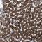 Glutamic-Oxaloacetic Transaminase 2 antibody, NBP1-81565, Novus Biologicals, Immunohistochemistry paraffin image 