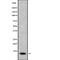 Acyl-CoA Binding Domain Containing 7 antibody, abx147911, Abbexa, Western Blot image 