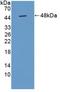 Tuftelin 1 antibody, LS-C740764, Lifespan Biosciences, Western Blot image 