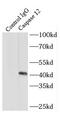 Caspase 12 (Gene/Pseudogene) antibody, FNab01286, FineTest, Immunoprecipitation image 