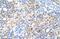 LOC342293 antibody, NBP1-91567, Novus Biologicals, Immunohistochemistry paraffin image 