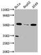 MSS51 Mitochondrial Translational Activator antibody, orb517744, Biorbyt, Western Blot image 