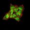 Lysophosphatidic Acid Receptor 5 antibody, orb157371, Biorbyt, Immunofluorescence image 